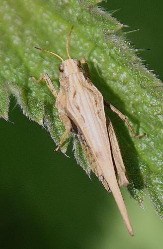 Tetrix sp.
